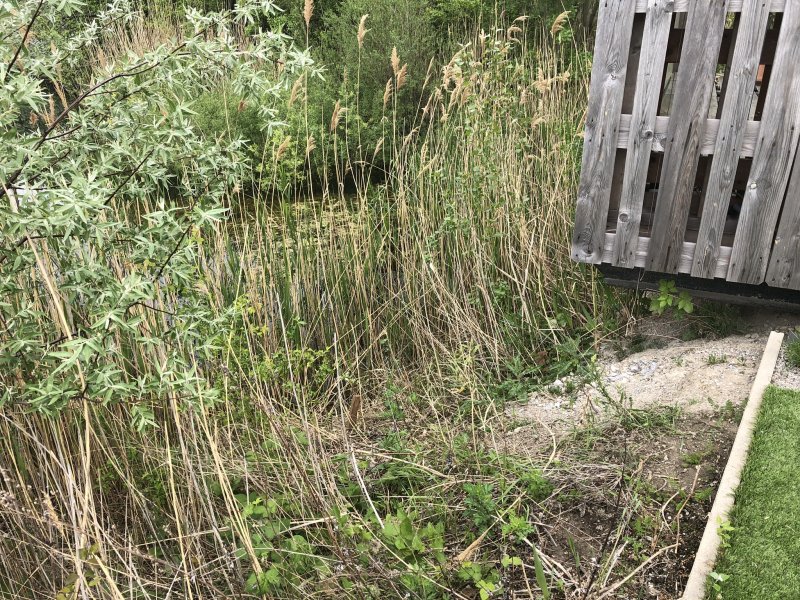 Rodungsarbeiten 10.05.2019