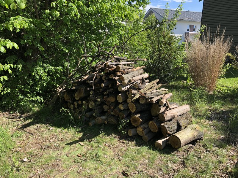 Rodungsarbeiten 10.05.2019