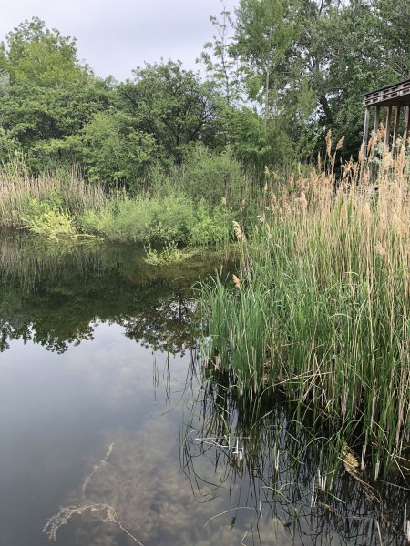 Rodungsarbeiten 10.05.2019
