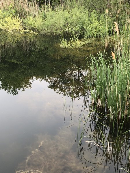 Rodungsarbeiten 10.05.2019