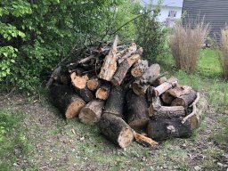 Rodungsarbeiten 10.05.2019