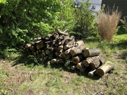 Rodungsarbeiten 10.05.2019