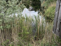 Rodungsarbeiten 10.05.2019