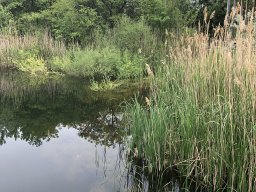 Rodungsarbeiten 10.05.2019