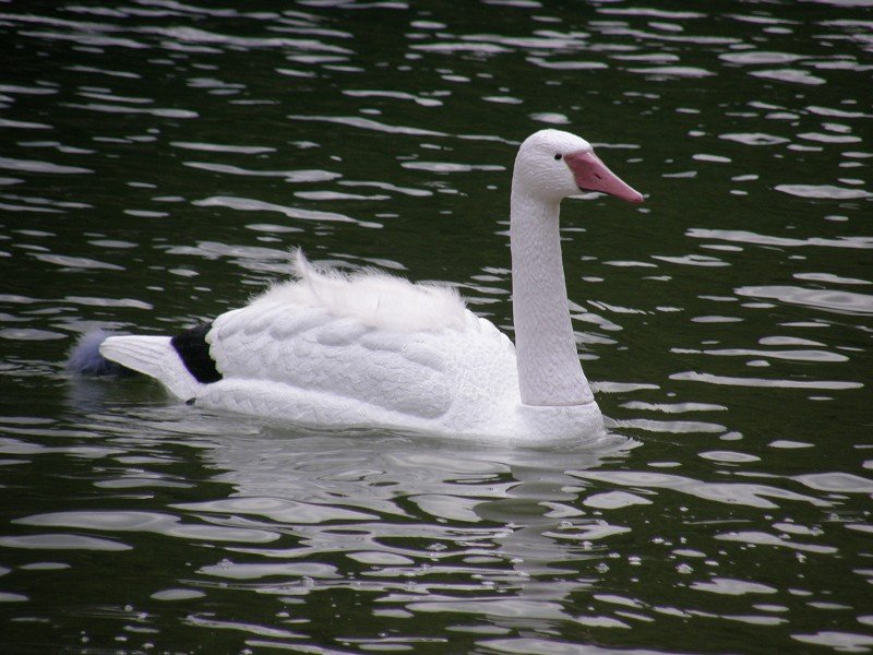 Lunz 2010
