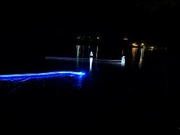 Lunz 2013
