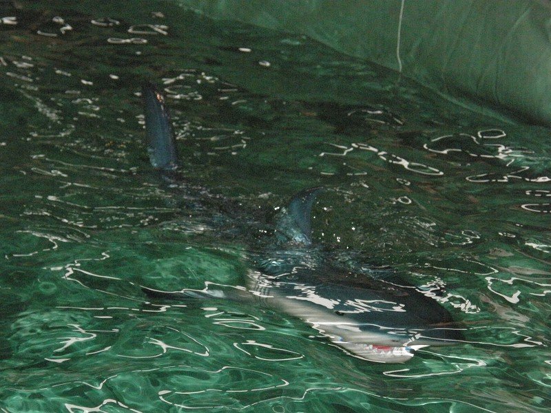 Messe Wien 2011