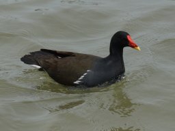 Eröffnung_Arbeiterstrandbad_023