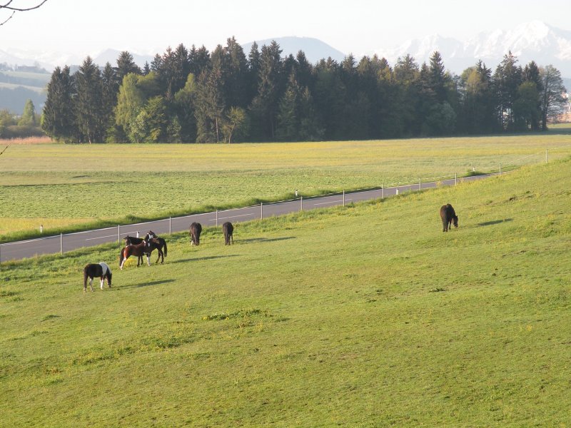 Mattsee_2016_053