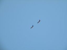 Mattsee_2016_224