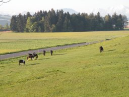 Mattsee_2016_053