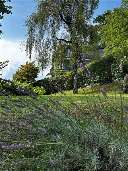 Lavendel im Garten