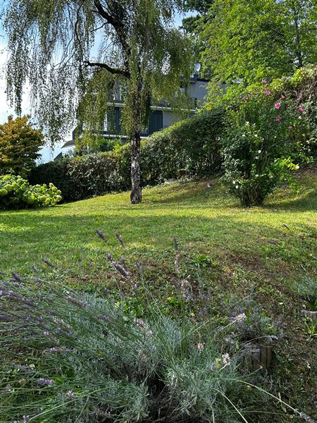 Garten mit Trauerbirke und Lavendel