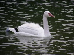 Lunz 2010